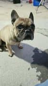 Rex