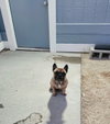 Rex