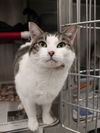 adoptable Cat in kaysville, UT named MATILDA