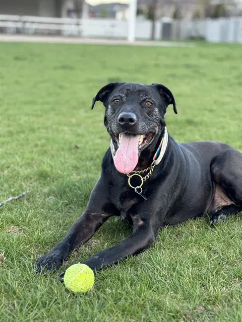 Diesel - Labrador Retriever