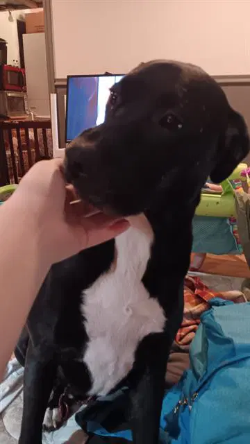 Scout - Labrador Retriever