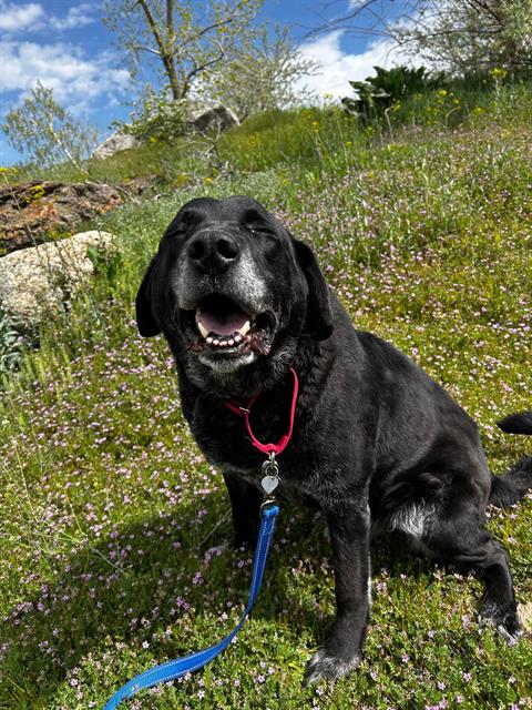 adoptable Dog in Kaysville, UT named PAL