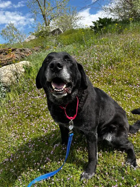 Pal - Labrador Retriever