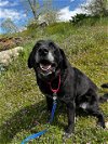 adoptable Dog in kaysville, UT named PAL