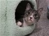 adoptable Cat in kaysville, UT named OLYMPIA