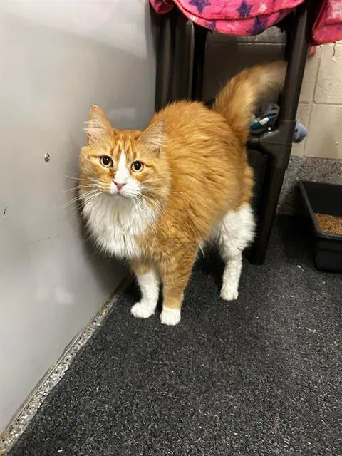 Mckibbon - Domestic Long Hair