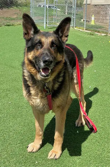 Chase - German Shepherd Dog