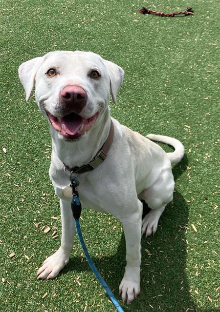 adoptable Dog in Kaysville, UT named BRUCE