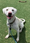 adoptable Dog in Kaysville, UT named BRUCE