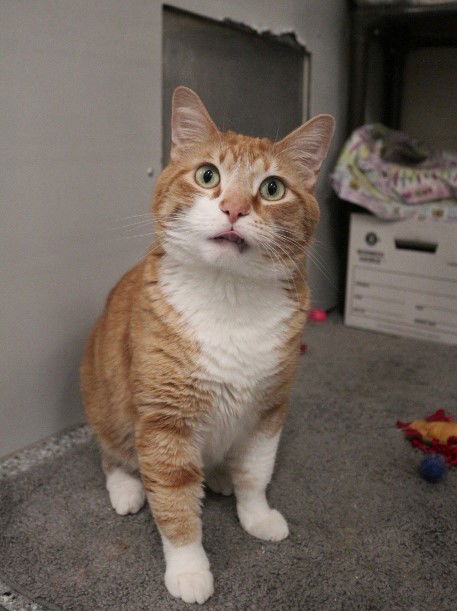 adoptable Cat in Kaysville, UT named JAMIE