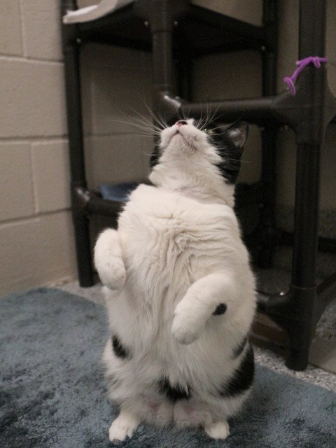 SAM - Domestic Short Hair available for adoption