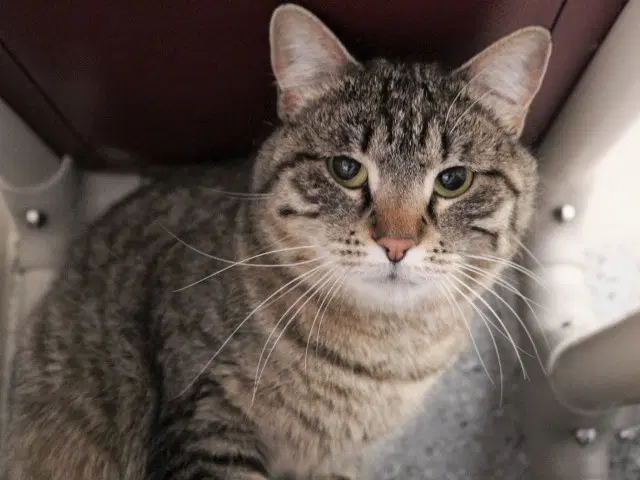 Suji - Domestic Short Hair