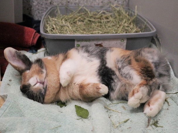 adoptable Rabbit in Kaysville, UT named CINDY HOPPER