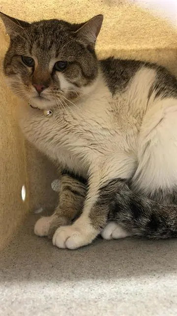 Spetzel - Domestic Short Hair