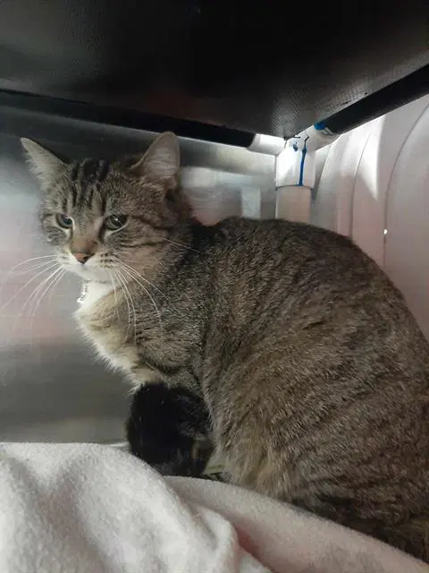 Wasabi - Domestic Short Hair