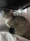 adoptable Cat in kaysville, UT named WASABI