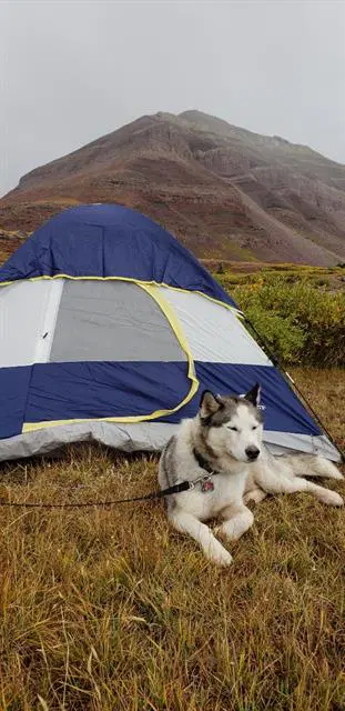 Jax - Siberian Husky