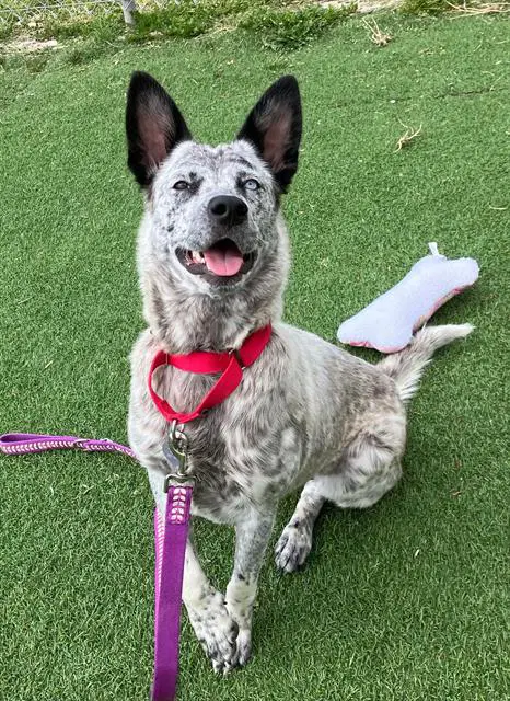 Mabel - Australian Cattle Dog/Blue Heeler
