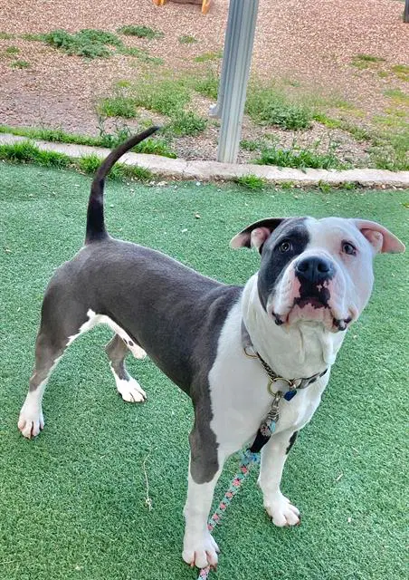 Blue - Pit Bull Terrier