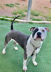 adoptable Dog in Kaysville, UT named BLUE