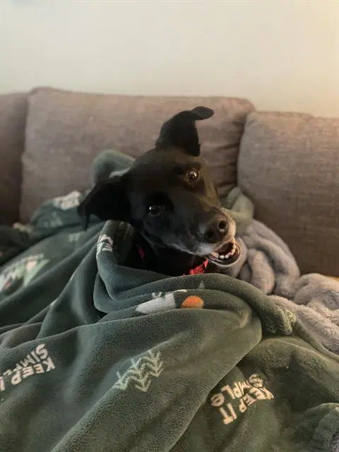 Rikka - Border Collie