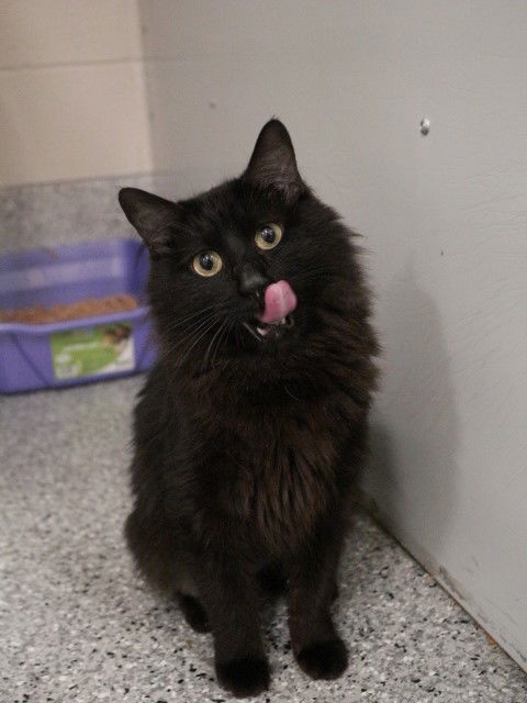 adoptable Cat in Kaysville, UT named BROWNIE