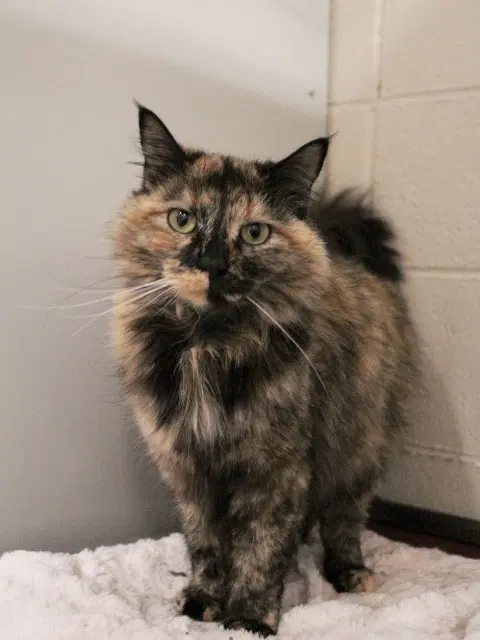 Dorothy - Domestic Medium Hair
