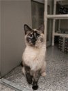 adoptable Cat in kaysville, UT named PUDDING CUP
