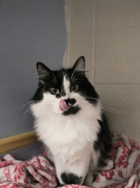 Cookie - Domestic Medium Hair