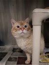 adoptable Cat in kaysville, UT named KILO