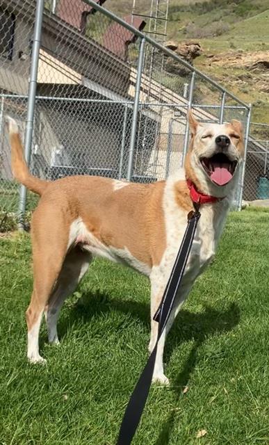 adoptable Dog in Kaysville, UT named SNICKERS