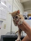 adoptable Cat in , UT named LEICESTER