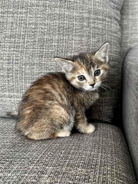 adoptable Cat in Kaysville, UT named SILK