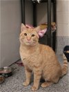 adoptable Cat in kaysville, UT named OATMEAL