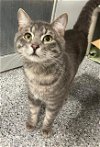 adoptable Cat in kaysville, UT named GRADY