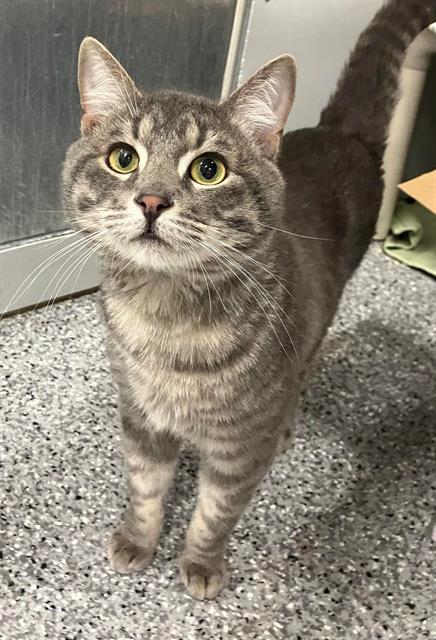 picture of the cat needing adoption