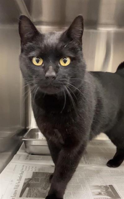 adoptable Cat in Kaysville, UT named MIDNIGHT