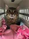 adoptable Cat in kaysville, UT named SOKKA