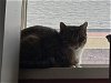adoptable Cat in kaysville, UT named MAMACITA