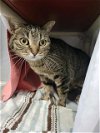 adoptable Cat in kaysville, UT named TAMALE