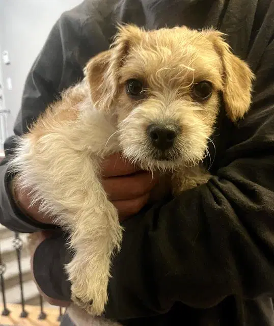 Lavender - Cairn Terrier