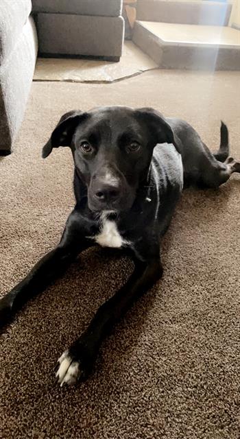 adoptable Dog in Kaysville, UT named MADDIE