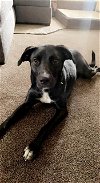 adoptable Dog in kaysville, UT named MADDIE