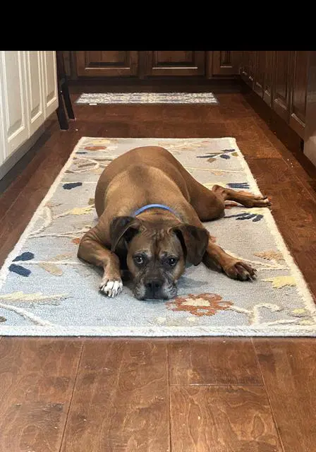 Duke - Boxer