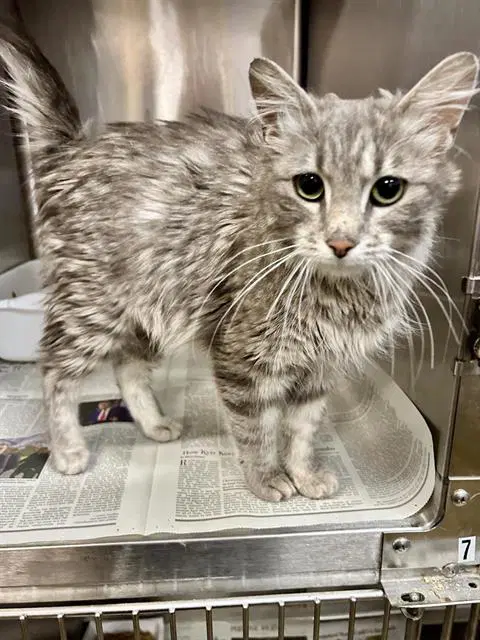 Mama Seuss - Domestic Medium Hair
