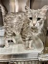 adoptable Cat in kaysville, UT named MAMA SEUSS