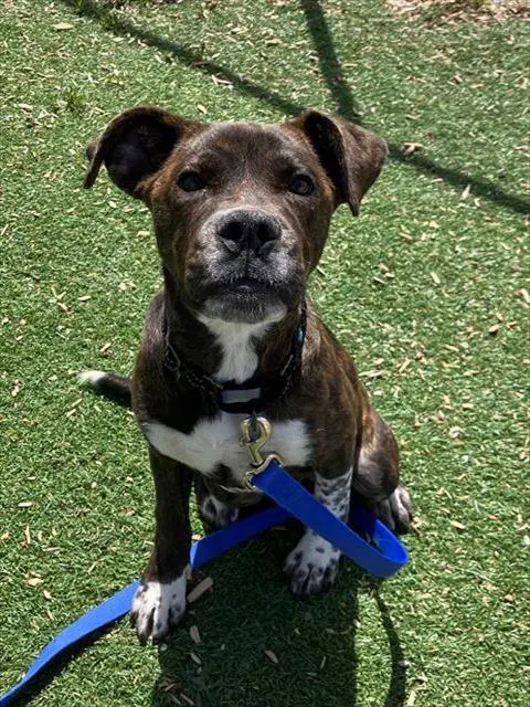 Mercury - Boxer