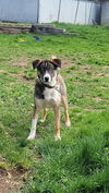 adoptable Dog in  named DOBBY
