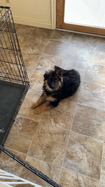 Rex