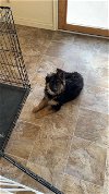 adoptable Dog in kaysville, UT named REX